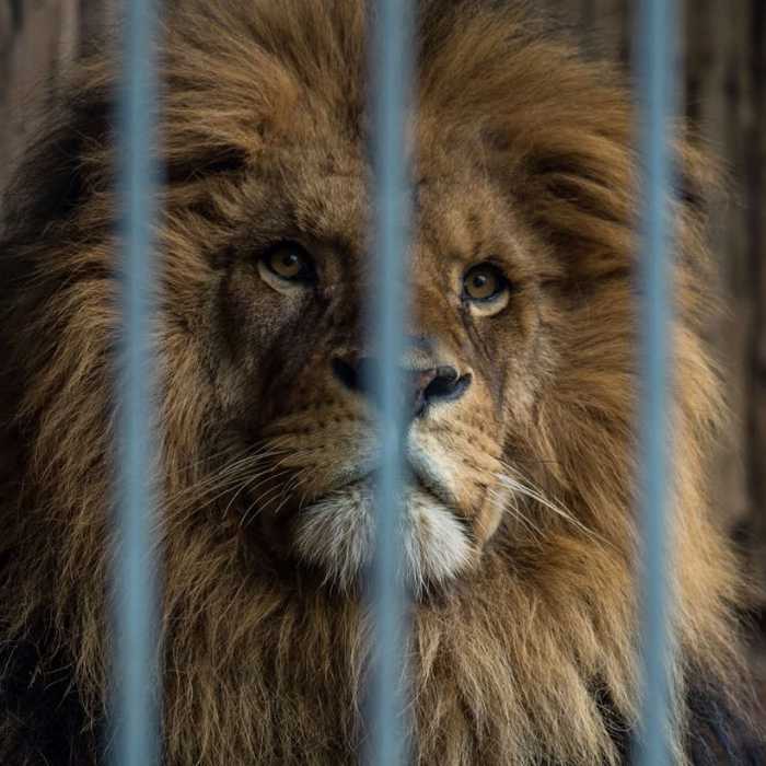 Demo zum Weltpinguintag