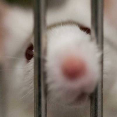 Tag zur Abschaffung der Tierversuche | Stuttgart