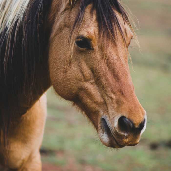 "Cavalluna" – Zwei Seiten einer Medaille