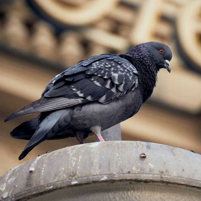 032_taube Offenes Treffen Stuttgart