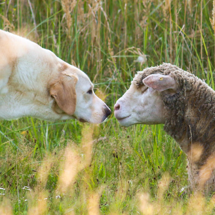 Ostern ohne Tierleid – Für Mitgefühl statt Konsum