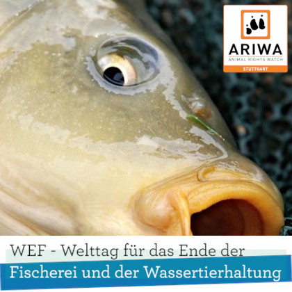 Welttag für das Ende der Fischerei und Wassertierhaltung | Stuttgart