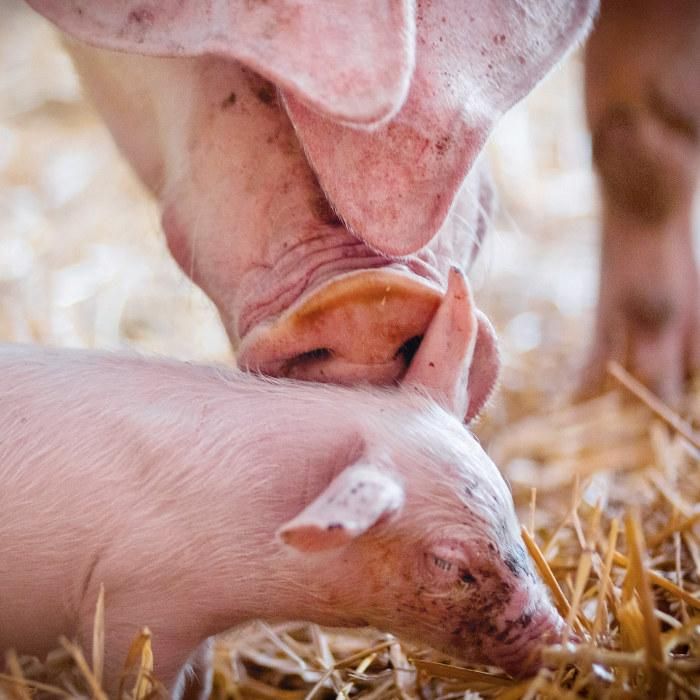 11. Welttag für das Ende des Speziesismus - Aktion Göttingen