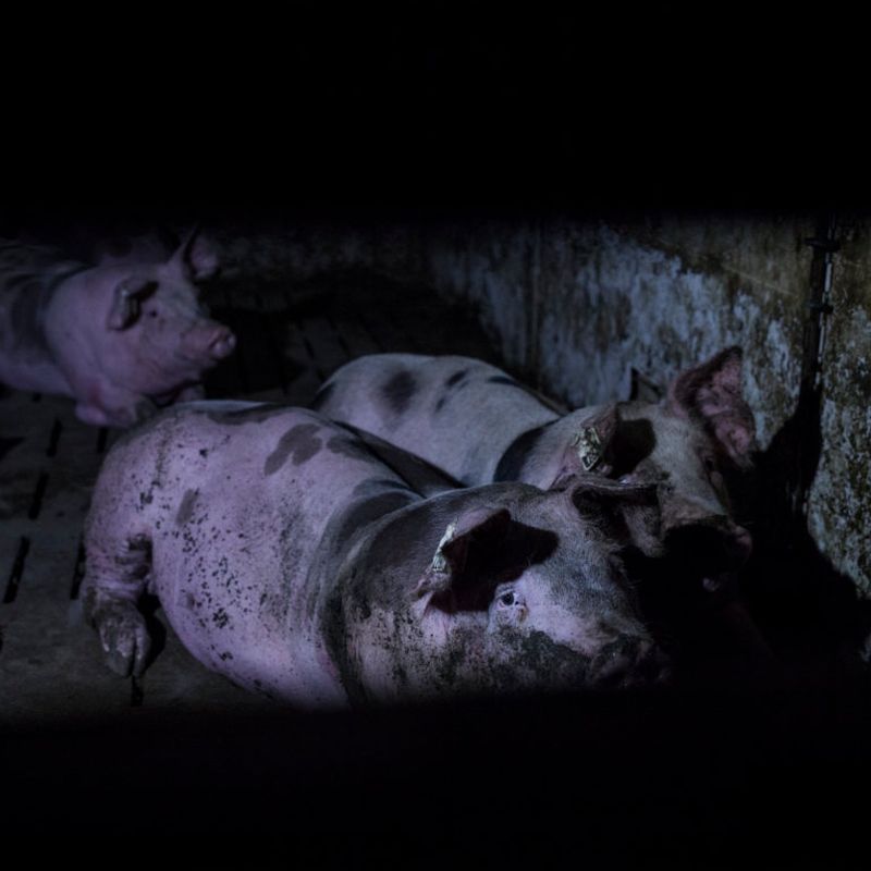 Schwein in einem Stall