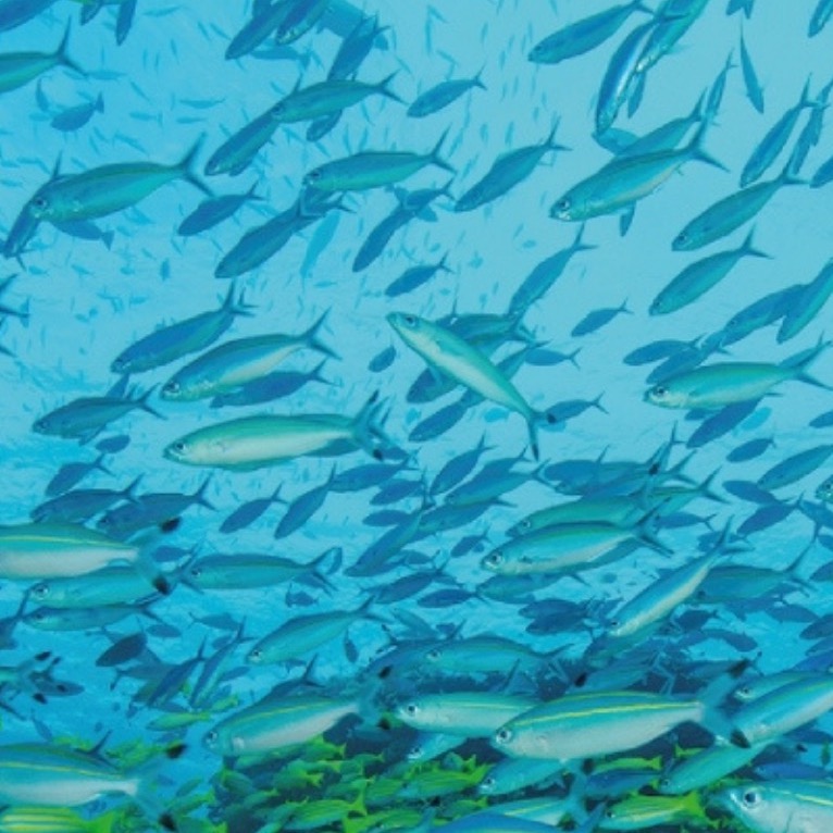 DURCHBOHRT. ERSTICKT. ERSCHLAGEN. FISCHE LEIDEN UNERHÖRT!