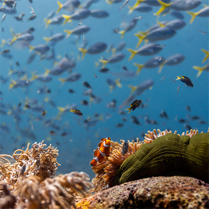 Save the ocean | Filmvorführung